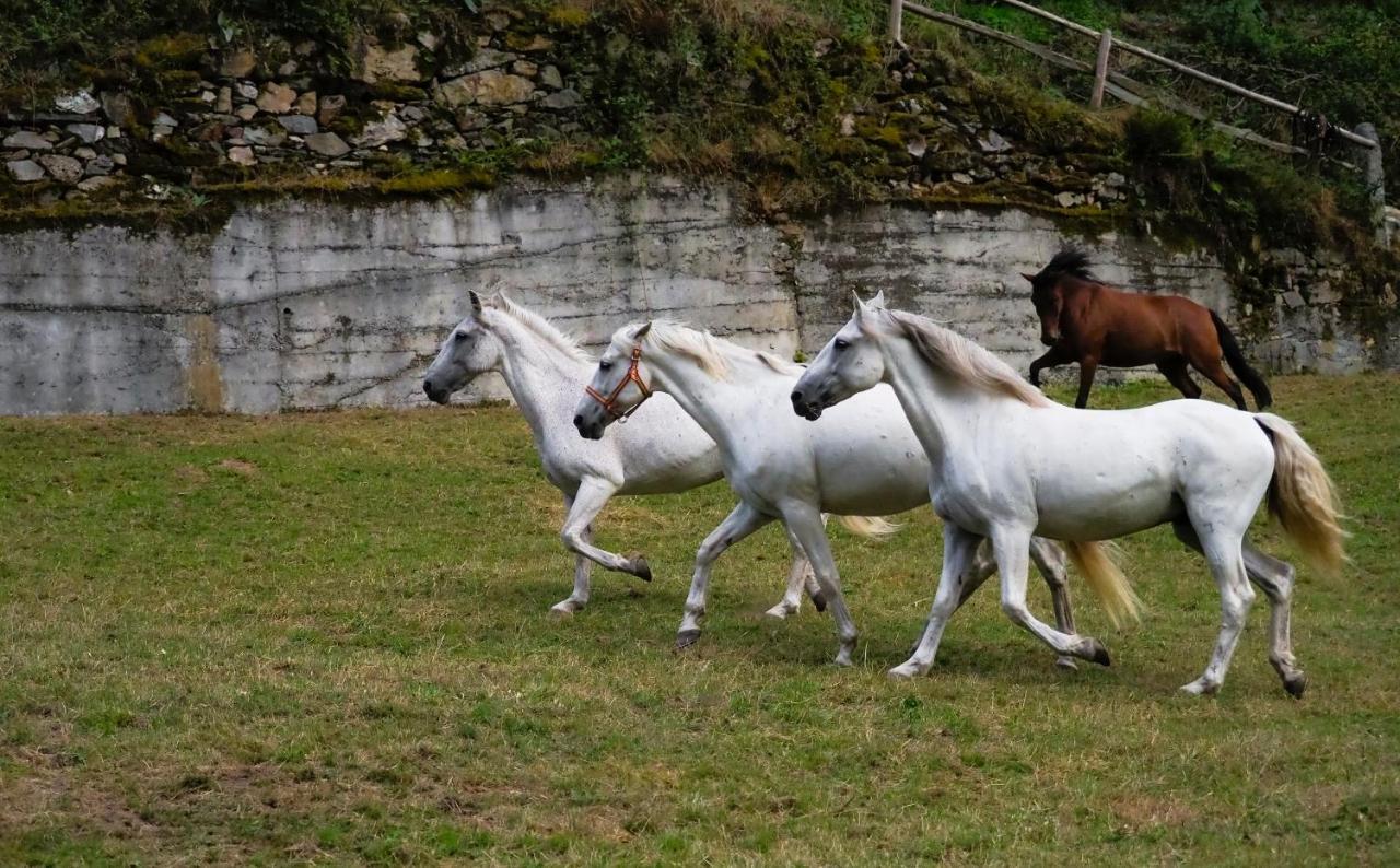 Hotel Rural Las Montanas De Pumar Besullo Dış mekan fotoğraf